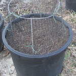 Burpeeana Early Planting