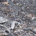Sprouting Garlic
