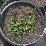 Burpeana Early 3 Weeks Pic 1 Burpeana Early 3 Weeks Pic 1