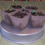 Growing Broccoli Week 2 Growing Broccoli Week 2