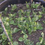 Mammoth Peas 3 Weeks Mammoth Peas 3 Weeks