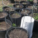 Mammoth Sugar Planting Mammoth Sugar Planting