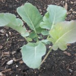 Packman Broccoli 2 Weeks 1 Packman Broccoli 2 Weeks 1