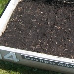Planted Beans Planted Beans