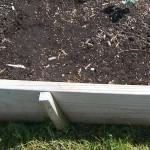 Planting Wax Beans