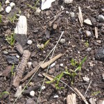 Romeo Carrots Sprouting Romeo Carrots Sprouting