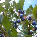 DSCF2264 DSCF2264