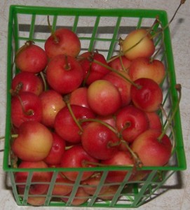 Queen Anne Cherries