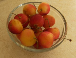 Rainer Cherry