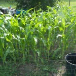 Corn 7-14-10 (1) Corn 7-14-10 (1)