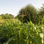 Corn 7-27-10 (1) Corn 7-27-10 (1)