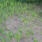 Corn June 30 Corn June 30
