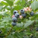 Dexter Blueberry 1