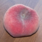 Donut Peach Donut Peach
