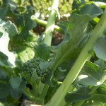 Packman Broccoli 7-14-10 (2) Packman Broccoli 7-14-10 (2)