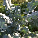 Packman Broccoli 7-22-10 Packman Broccoli 7-22-10