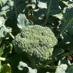 Packman Broccoli 7-3-10 Packman Broccoli 7-3-10