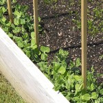 Wando Peas at 5 Weeks Wando Peas at 5 Weeks