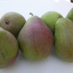 Clapps Favroite Pears Clapps Favroite Pears