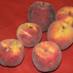 Loring Peaches