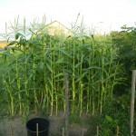 Peaches & Cream Corn 8-6-10 (2)