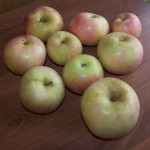 Red Astrachan Apple Red Astrachan Apple