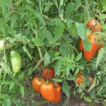 San Marzano Tomatoes - 1 San Marzano Tomatoes - 1