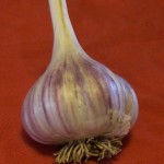 Chesnok Red