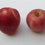SweeTango versus Honeycrisp