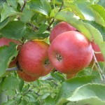 DSCF1875
