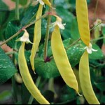 Yellow Snow Peas