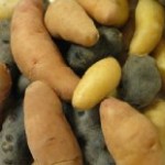 fingerling fingerling
