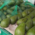 Fuerte Avocado (2) Fuerte Avocado (2)