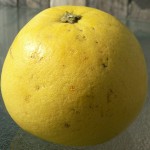Pomelo 1 Pomelo 1