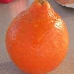 Honeybell Mandarins