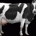 cow_clipart cow_clipart