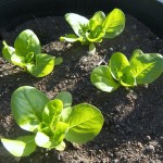 Bibb Lettuce Bibb Lettuce