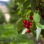 Cherries_Orchard Courtesy of Stemilt Growers