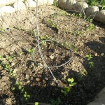 Dwarf Grey Snow Peas 2 Weeks Dwarf Grey Snow Peas 2 Weeks