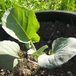 Green Goliath Transplanted