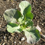 Packman Broccoli (At CG) 4 Weeks
