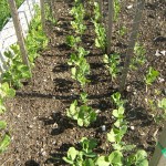 Wando Peas (At CG) 4 Weeks Wando Peas (At CG) 4 Weeks