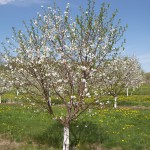 Wasem Cherry Blossoms