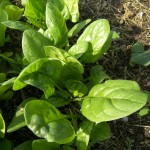 Baby Leaf Spinach (1st Harvest)