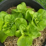 Bibb Lettuce Growing Bibb Lettuce Growing