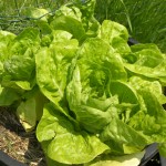 Bibb Lettuce Harvest Bibb Lettuce Harvest