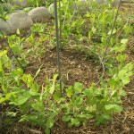 Dwarf Grey Snow Peas 4 Weeks