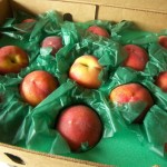 GaLa Peaches GaLa Peaches
