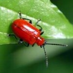 LacBug