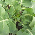 Packman Broccoli (At CG) 7 Weeks